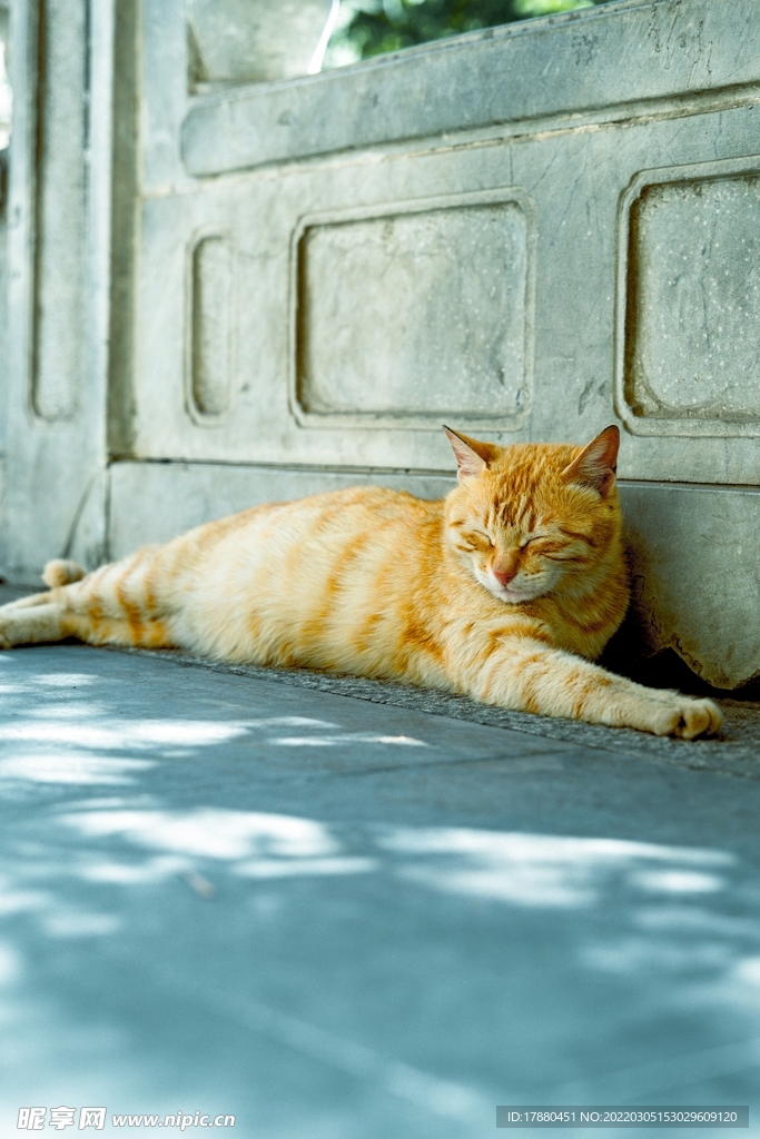 猫
