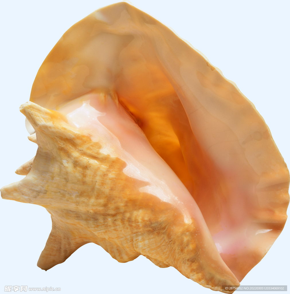 贝壳