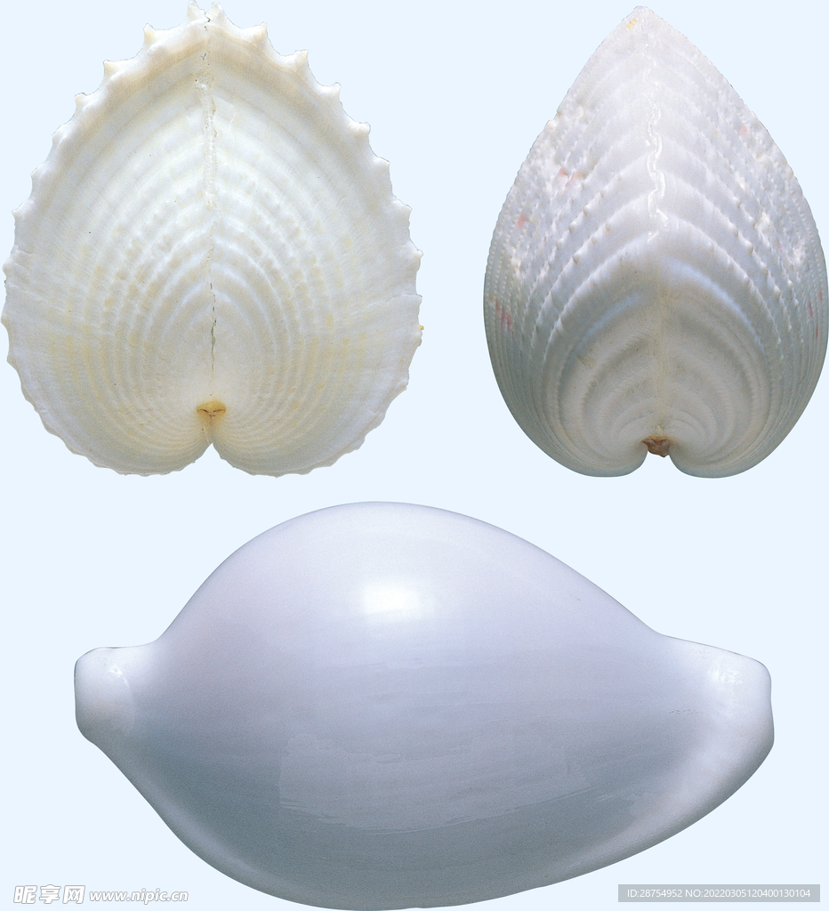 贝壳