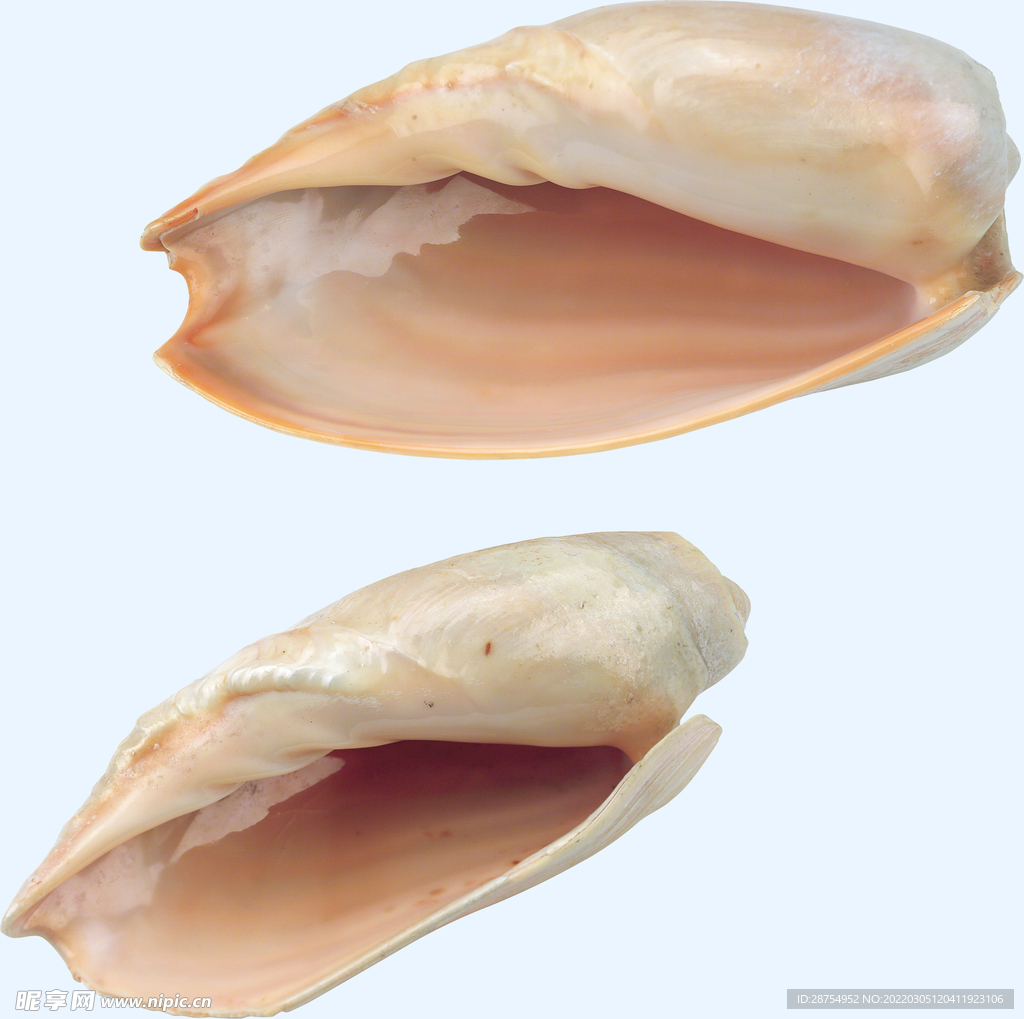 贝壳