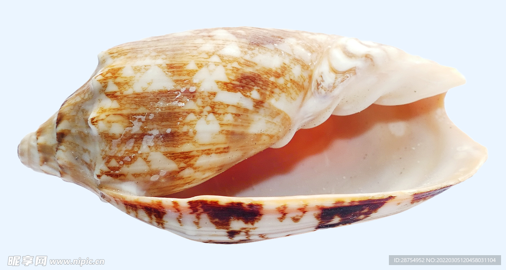 贝壳