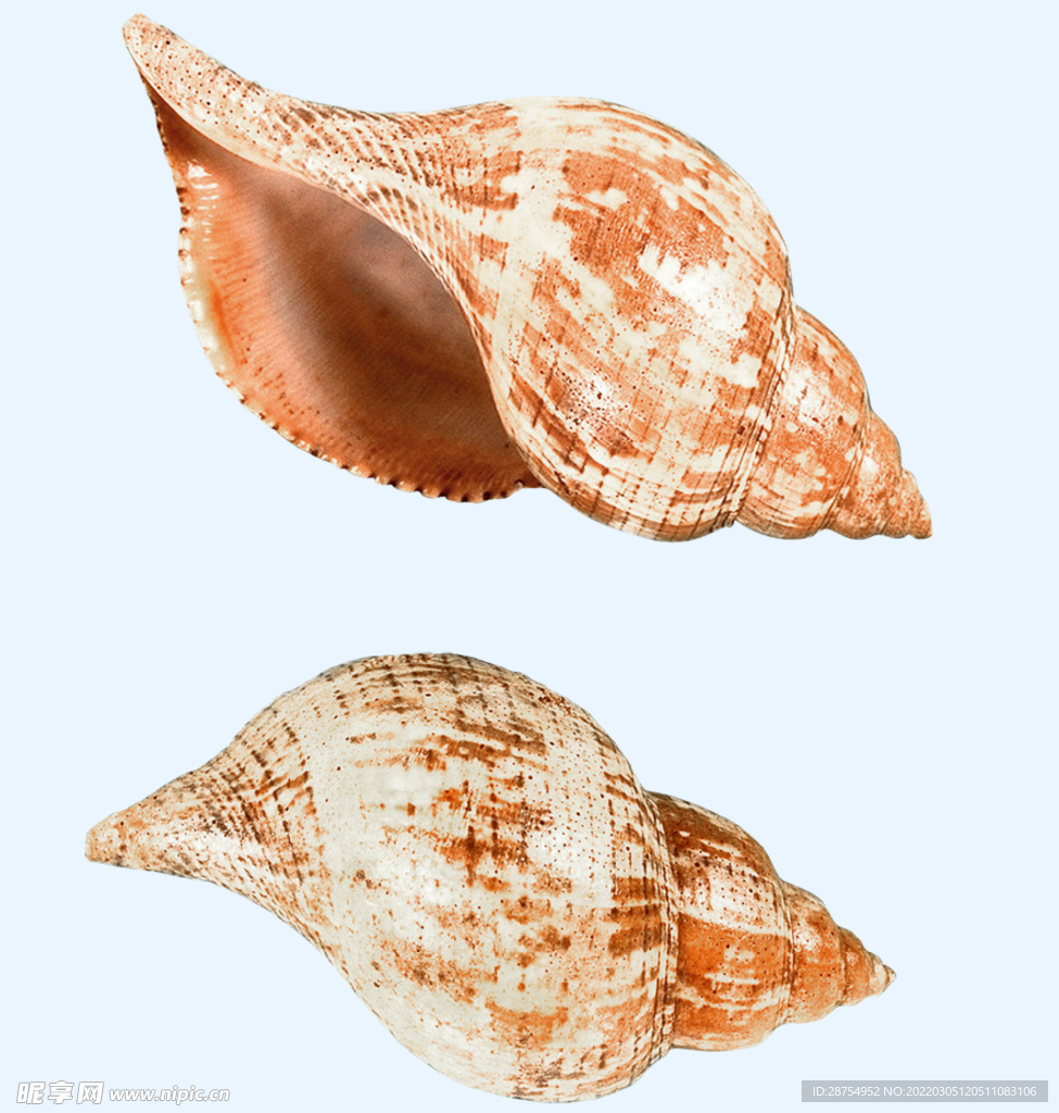 贝壳