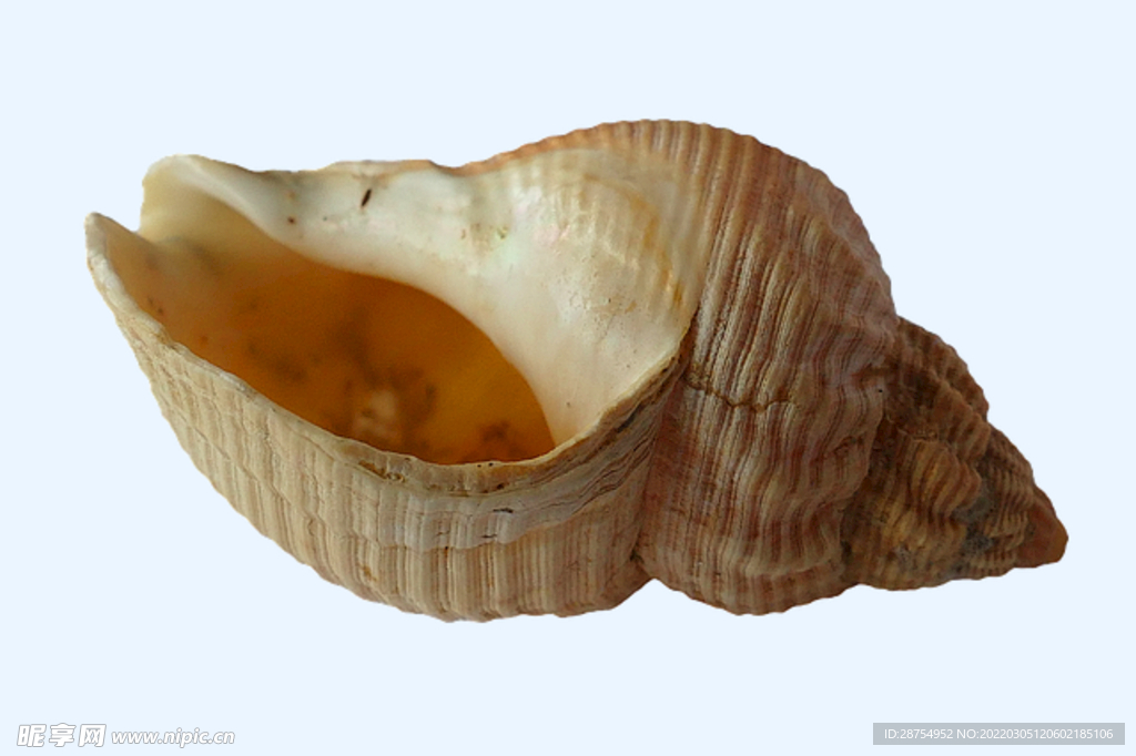 贝壳