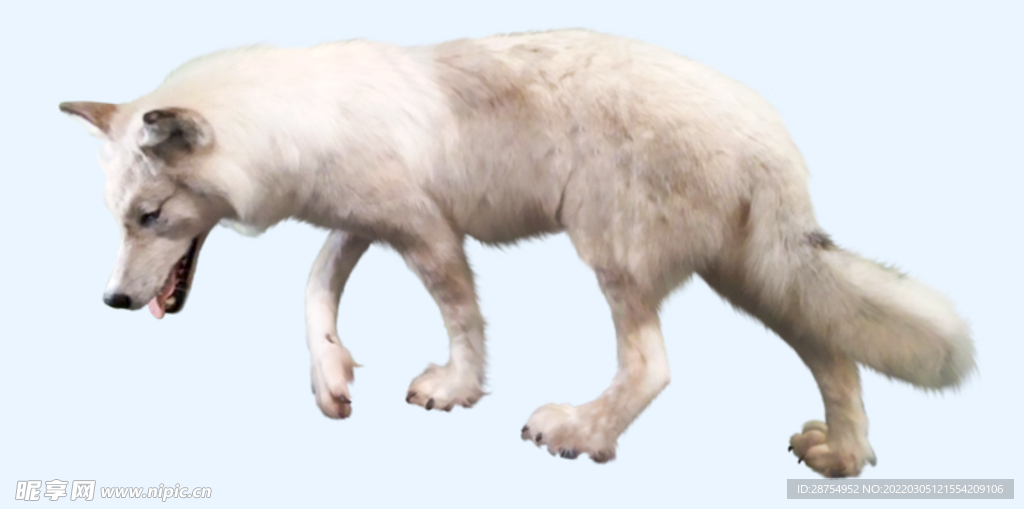 狼
