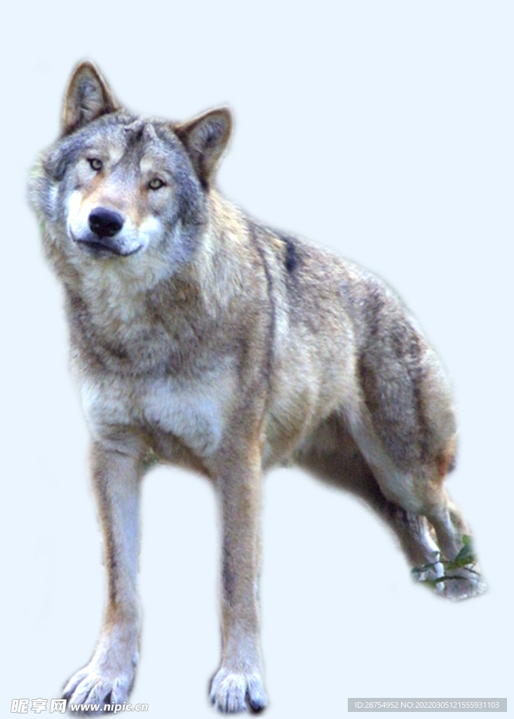 狼