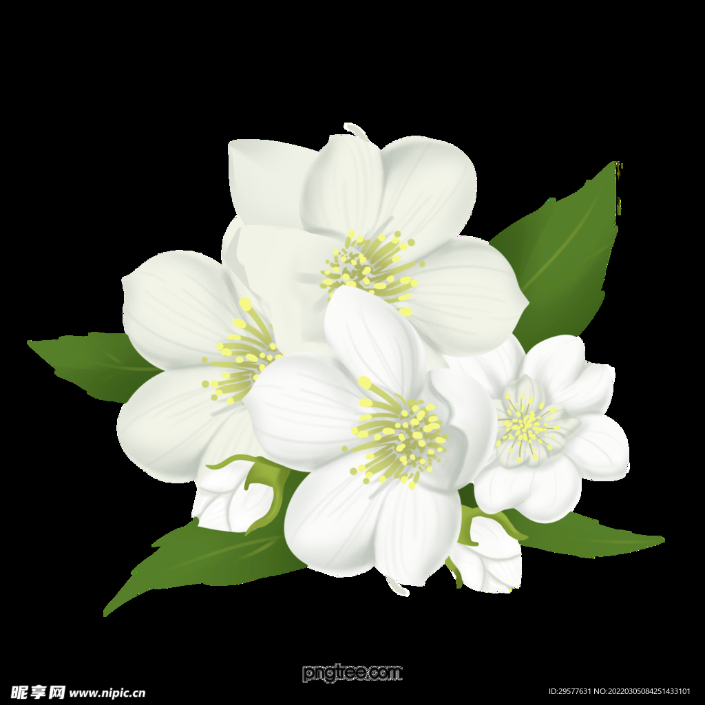 茉莉花 透明格式素材