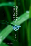 雨水海报