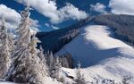 森林雪景