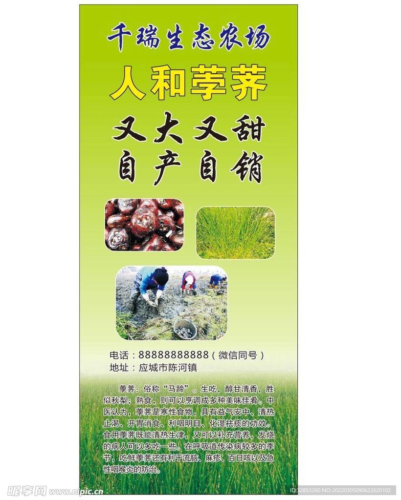 荸荠