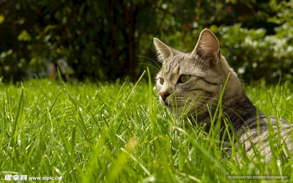 猫