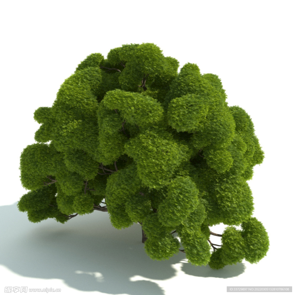 观赏植物