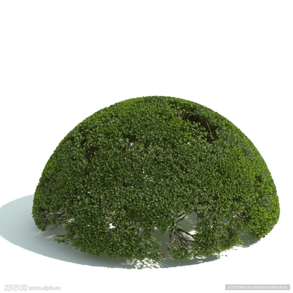 植物篱笆墙