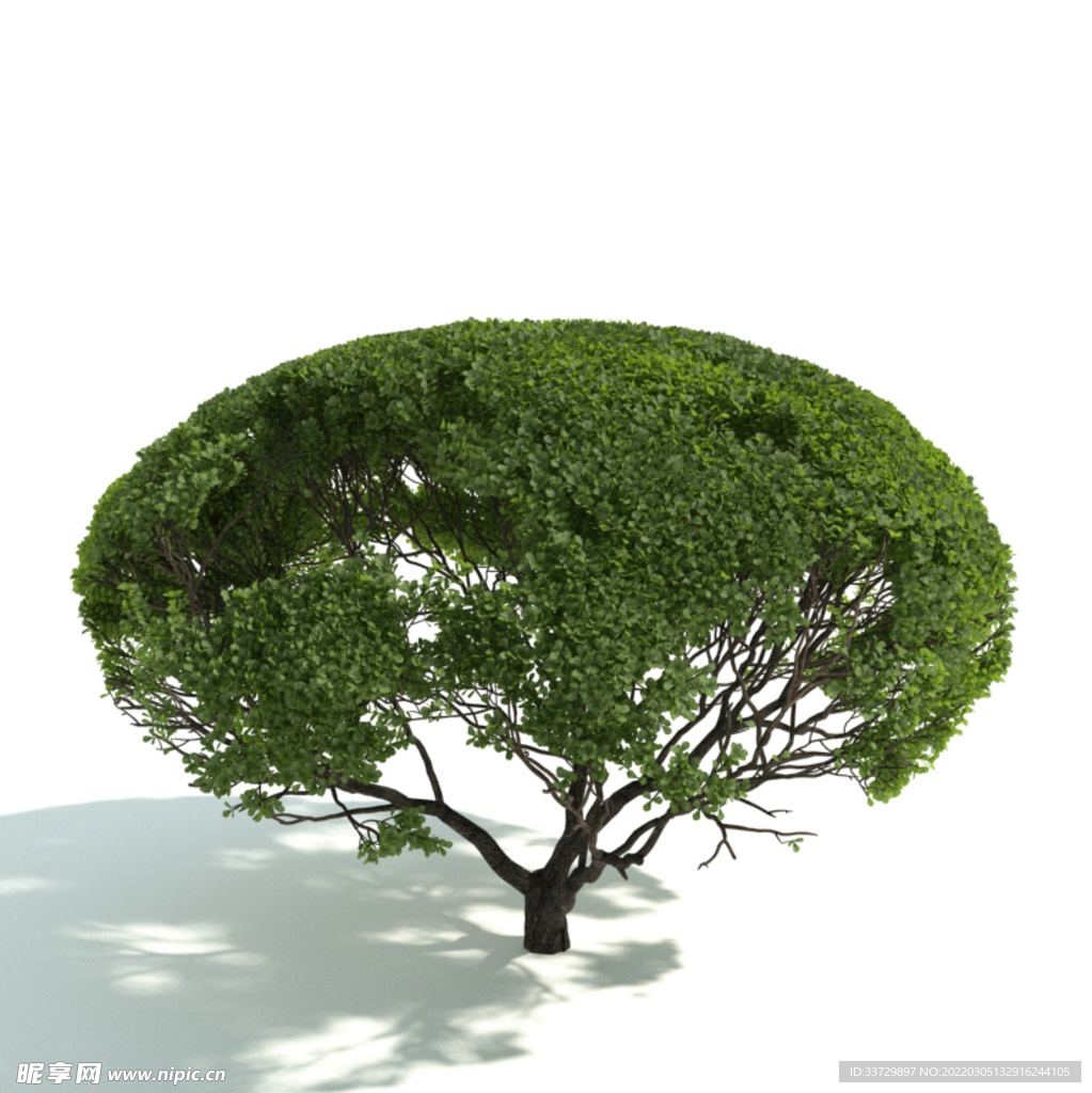 植物篱笆