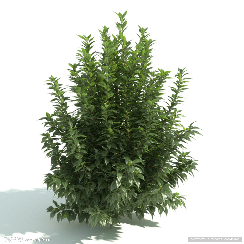 植物篱笆