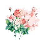 水彩粉色玫瑰花