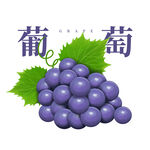 手绘水果葡萄