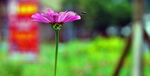 花朵与蜜蜂