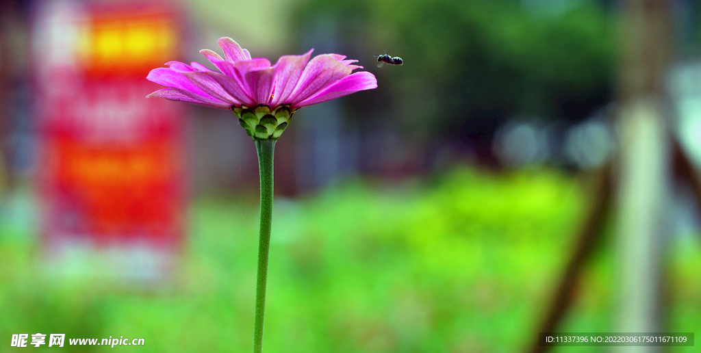 花朵与蜜蜂