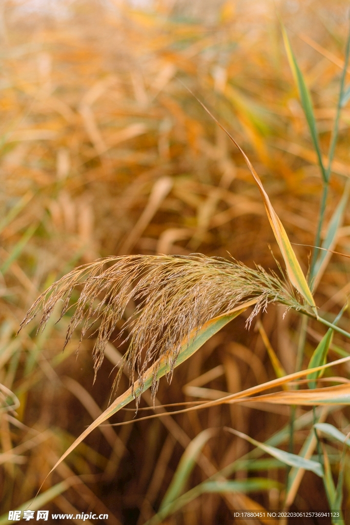 野草