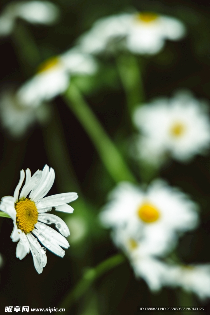 雏菊