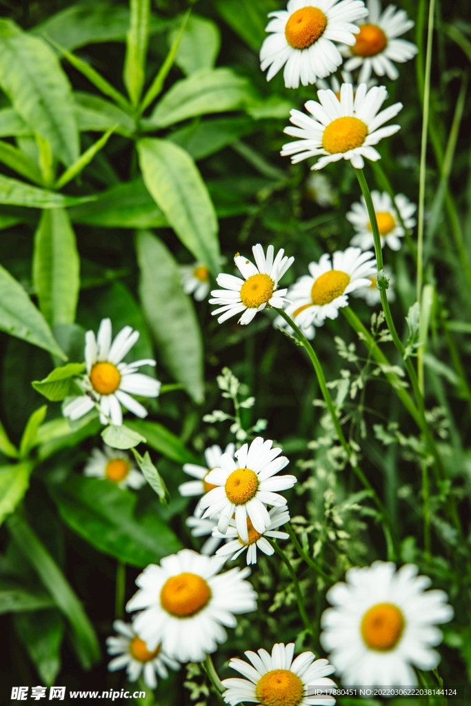 雏菊