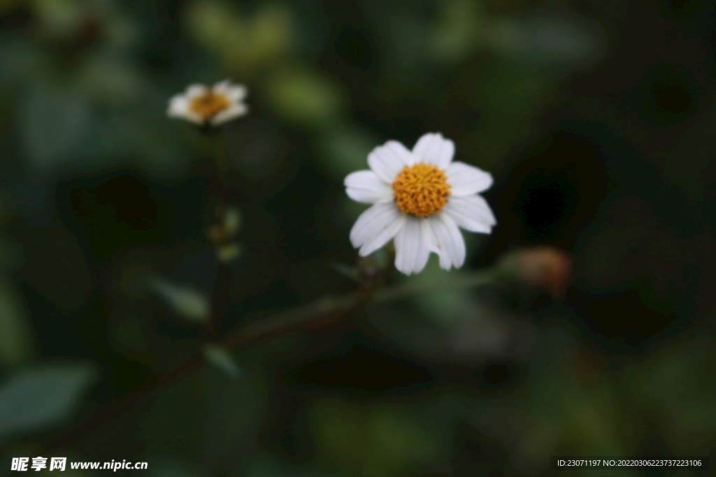 花