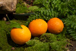 水灵的橙子