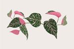 植物背景