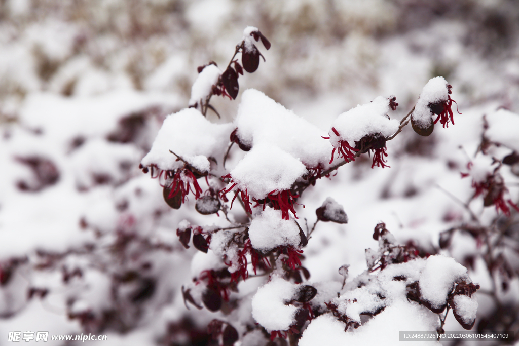 冬天雪景照片