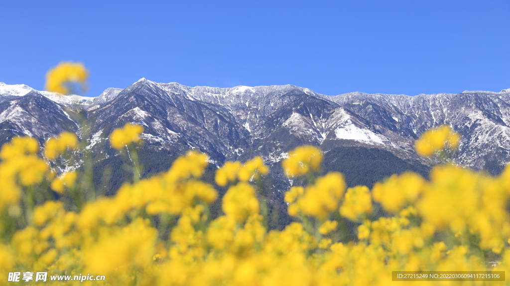 苍山雪