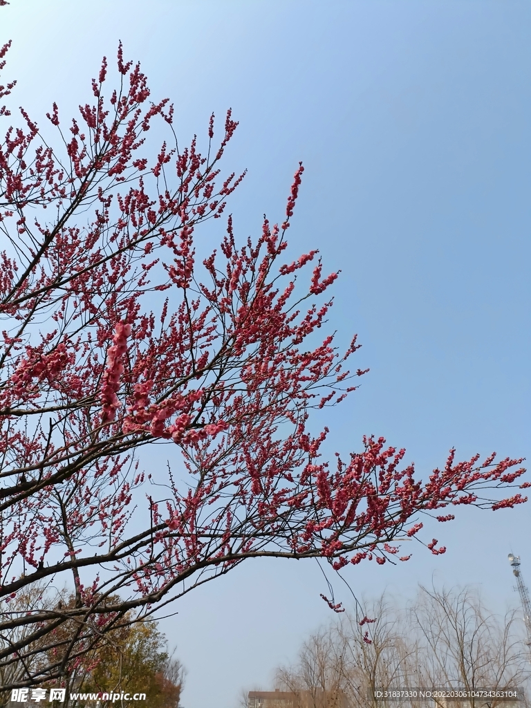 花与天空