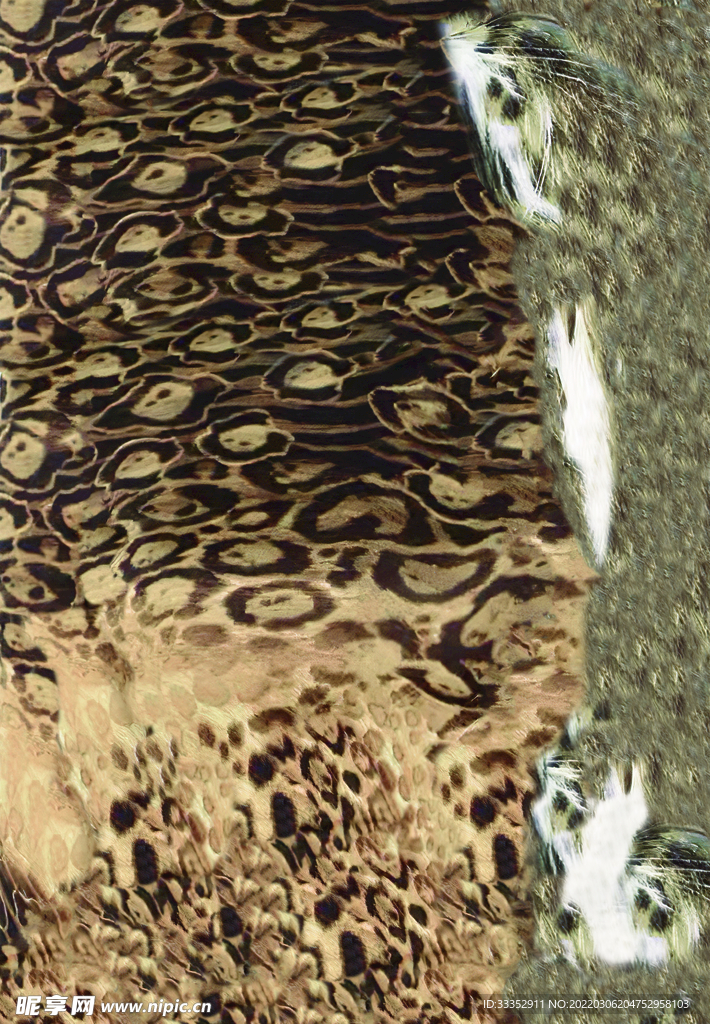 豹纹