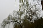 滨河公园柳树
