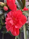茶花