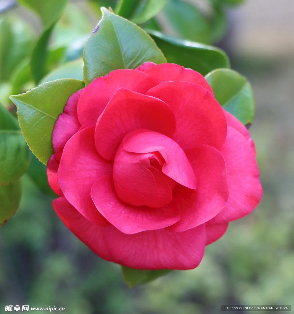 茶花