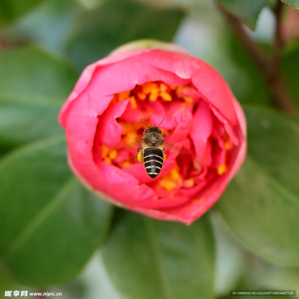 山茶花和蜜蜂