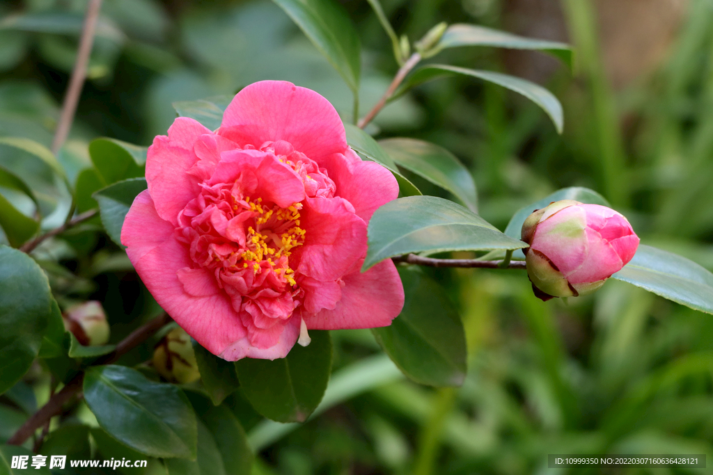 山茶花
