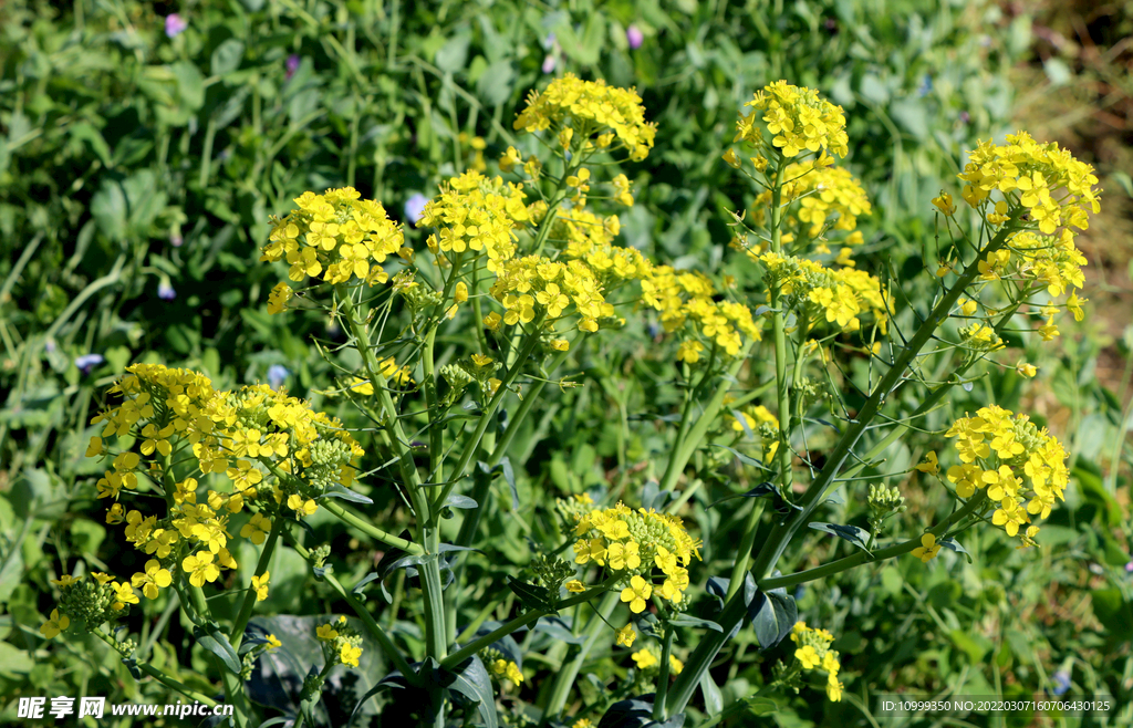 油菜花