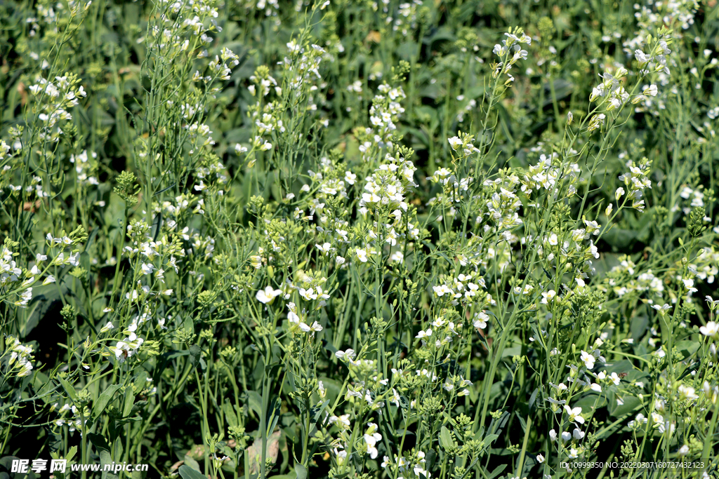 白色油菜花 