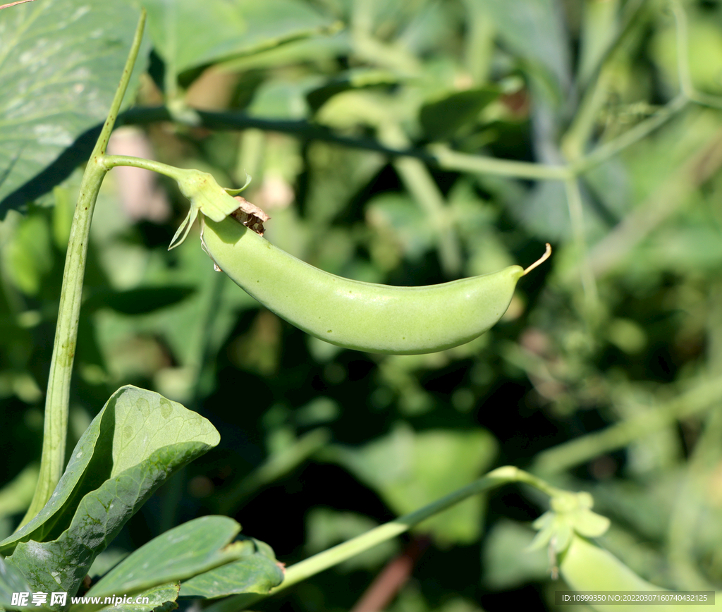 豌豆（荷兰豆）生长摄影图__蔬菜_生物世界_摄影图库_昵图网nipic.com