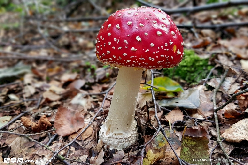 红蘑菇