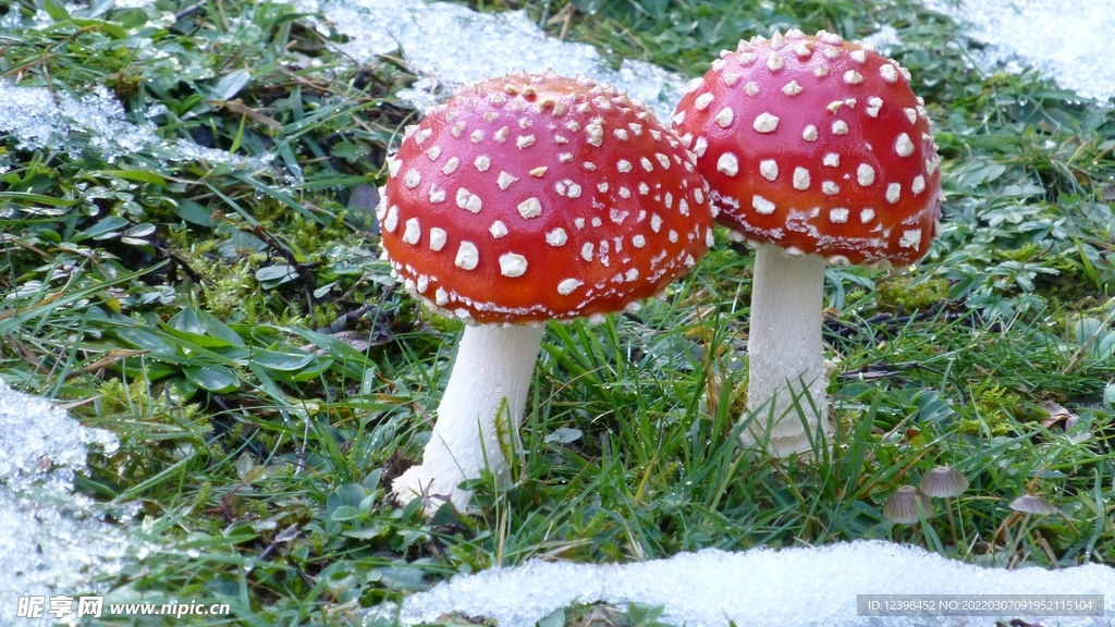 红蘑菇