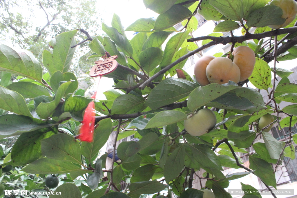 绿植绿叶树叶