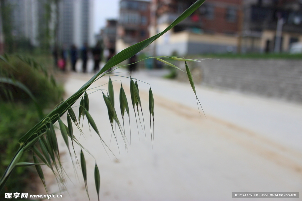 绿植绿叶植物