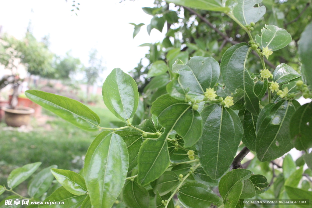 绿植绿叶植物 