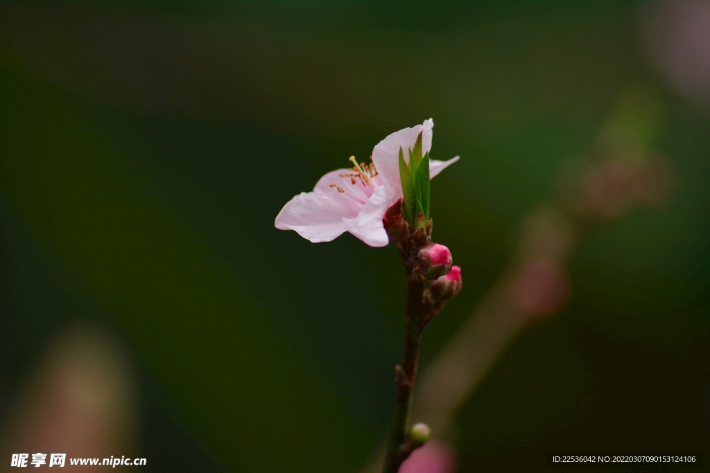 桃花摄影鲜