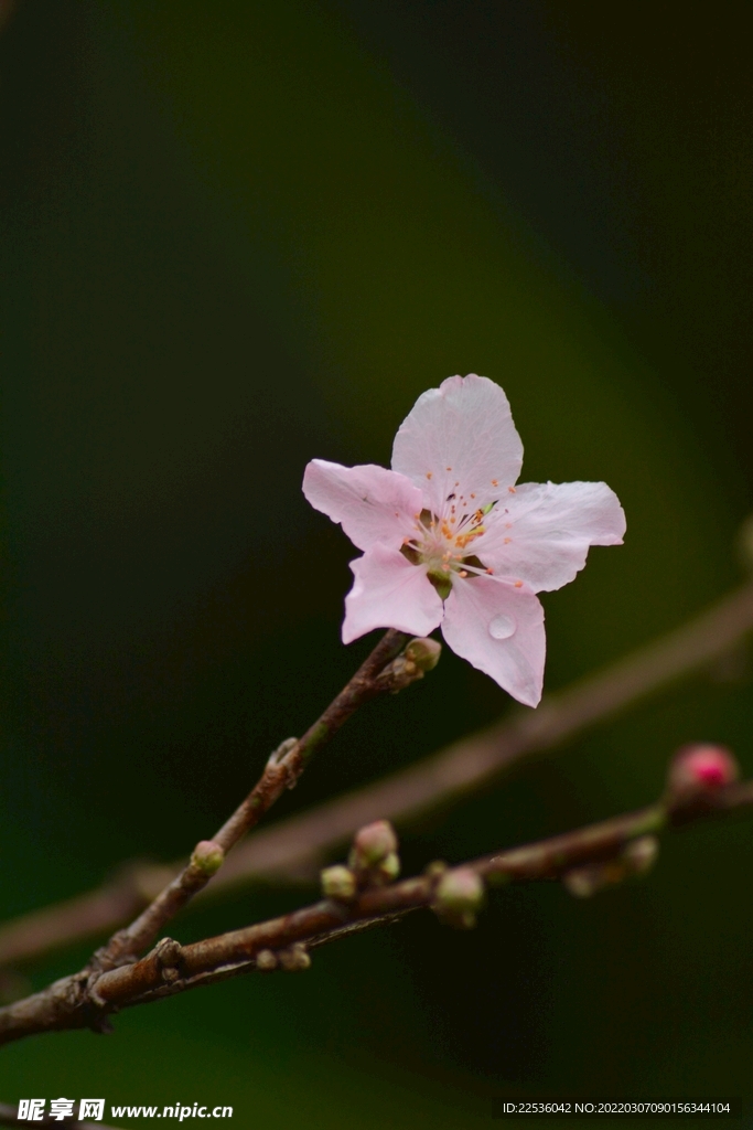 桃花摄影 