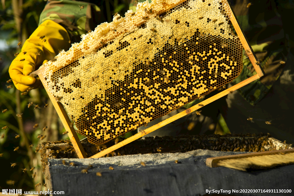 蜂蜜养殖