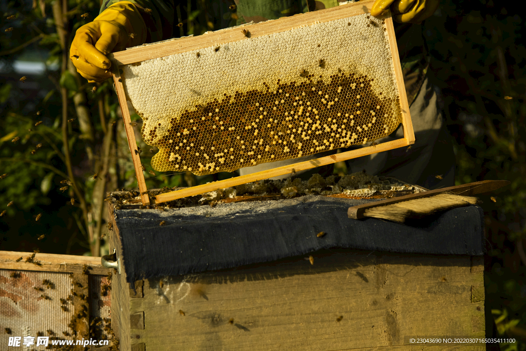 蜂蜜养殖 