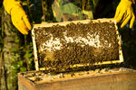 蜂蜜养殖 